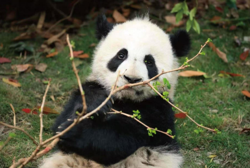 d98851c85538e3bd84c9c51012013e70_1768805577_2381.png d98851c85538e3bd84c9c51012013e70_1768805577_2381.png